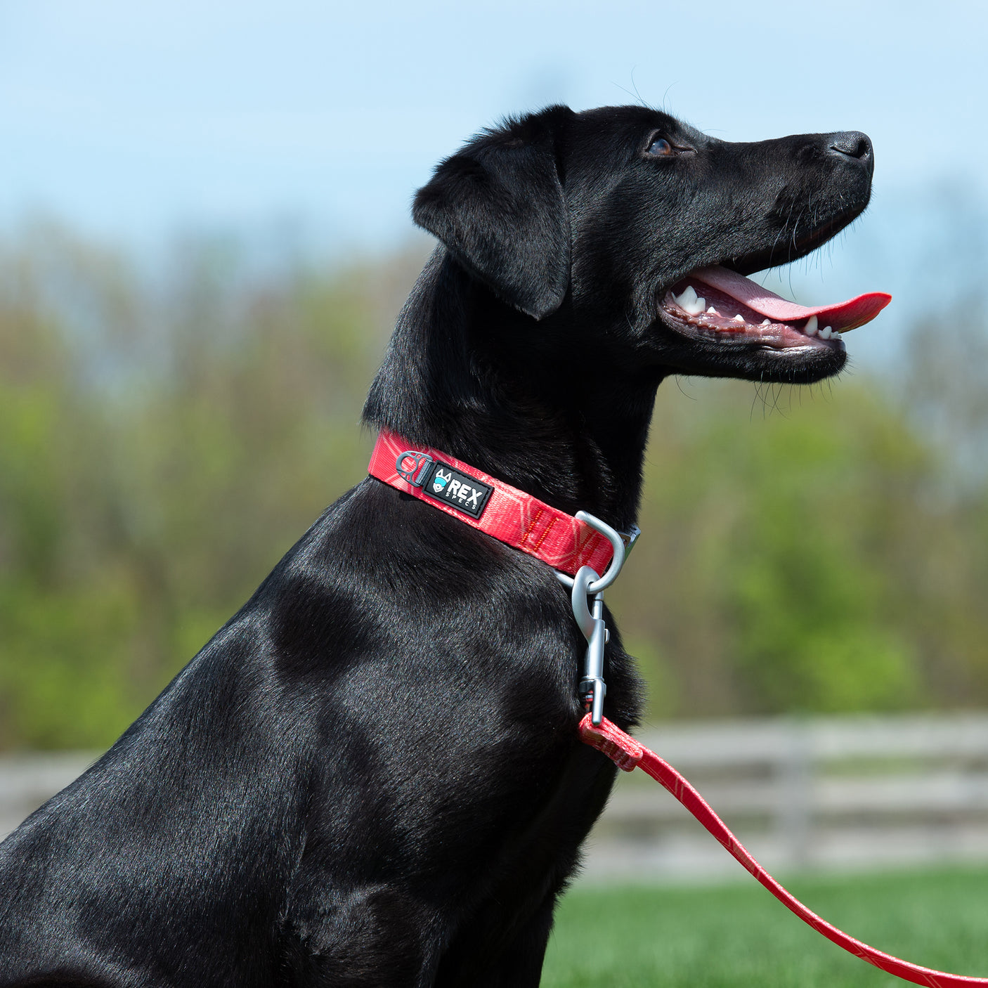 Trails End Collar