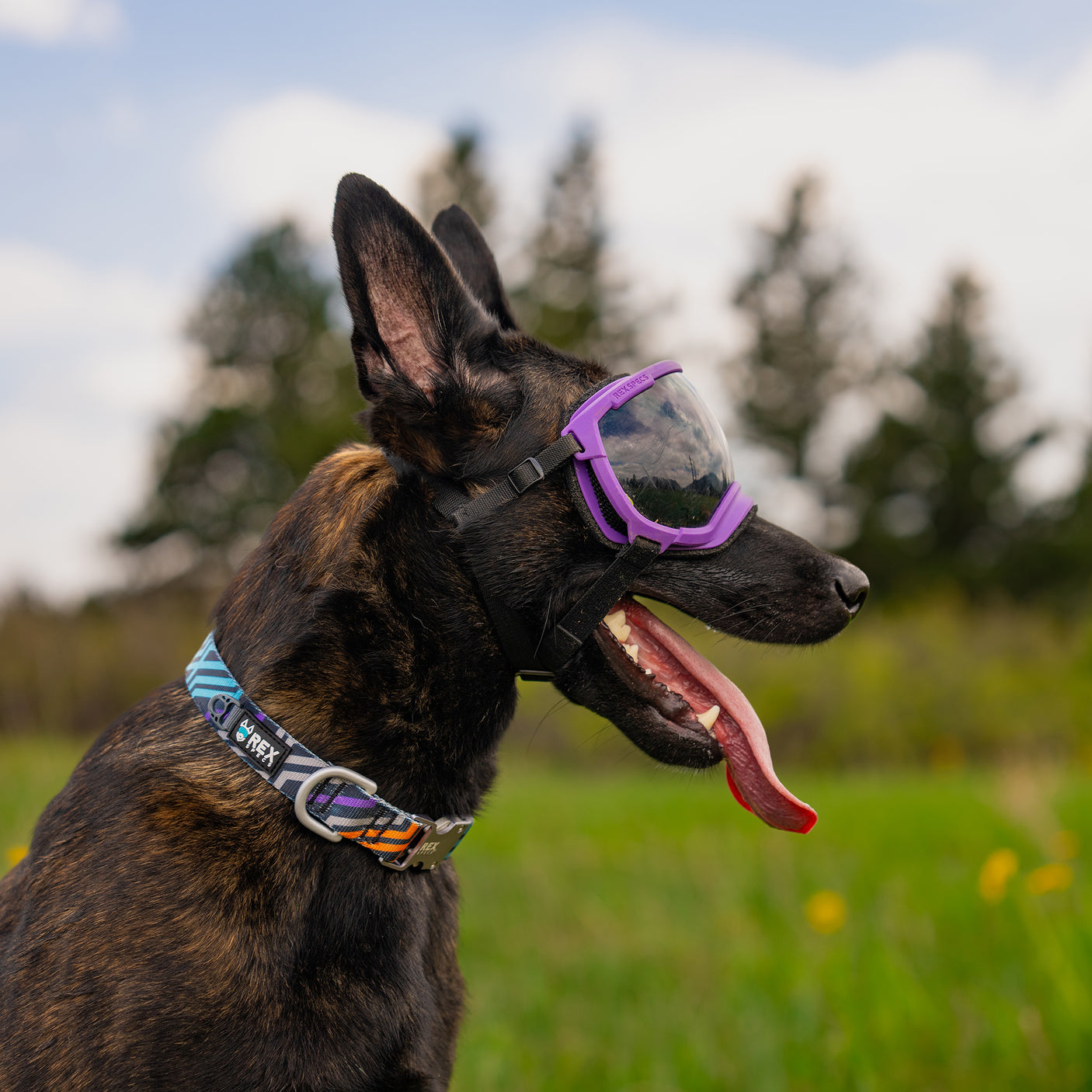 Trails End Collar