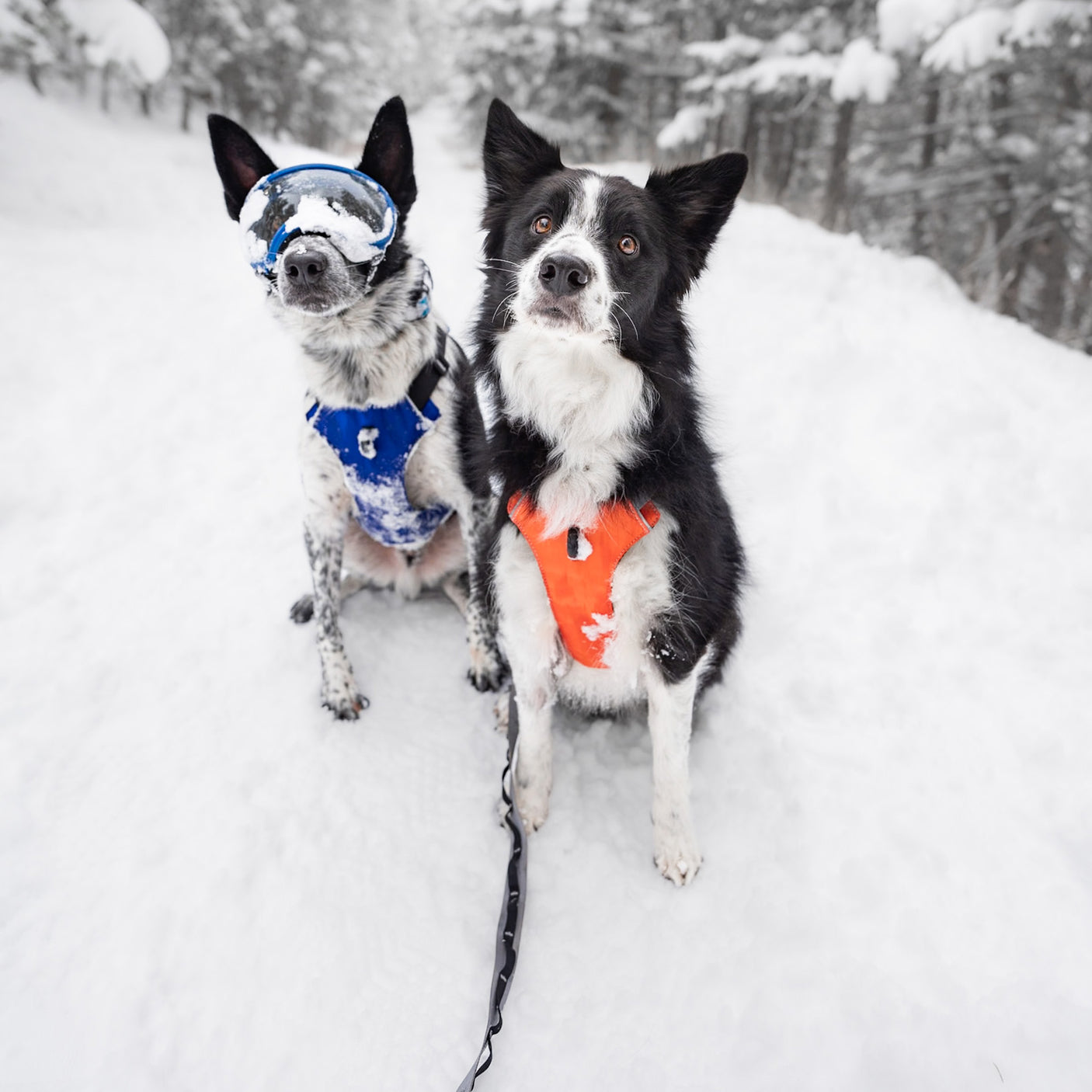 Trailhead Dog Harness