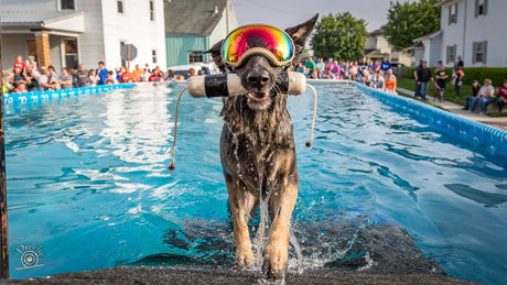 Dock diving dog wearing Rex Specs Dog Goggles poses at the edge of a pool