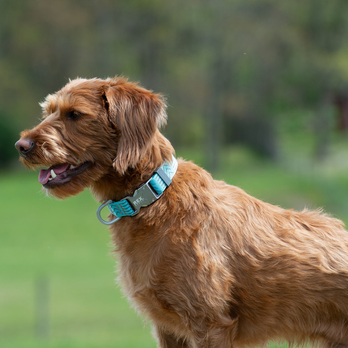 Wanderer Collar