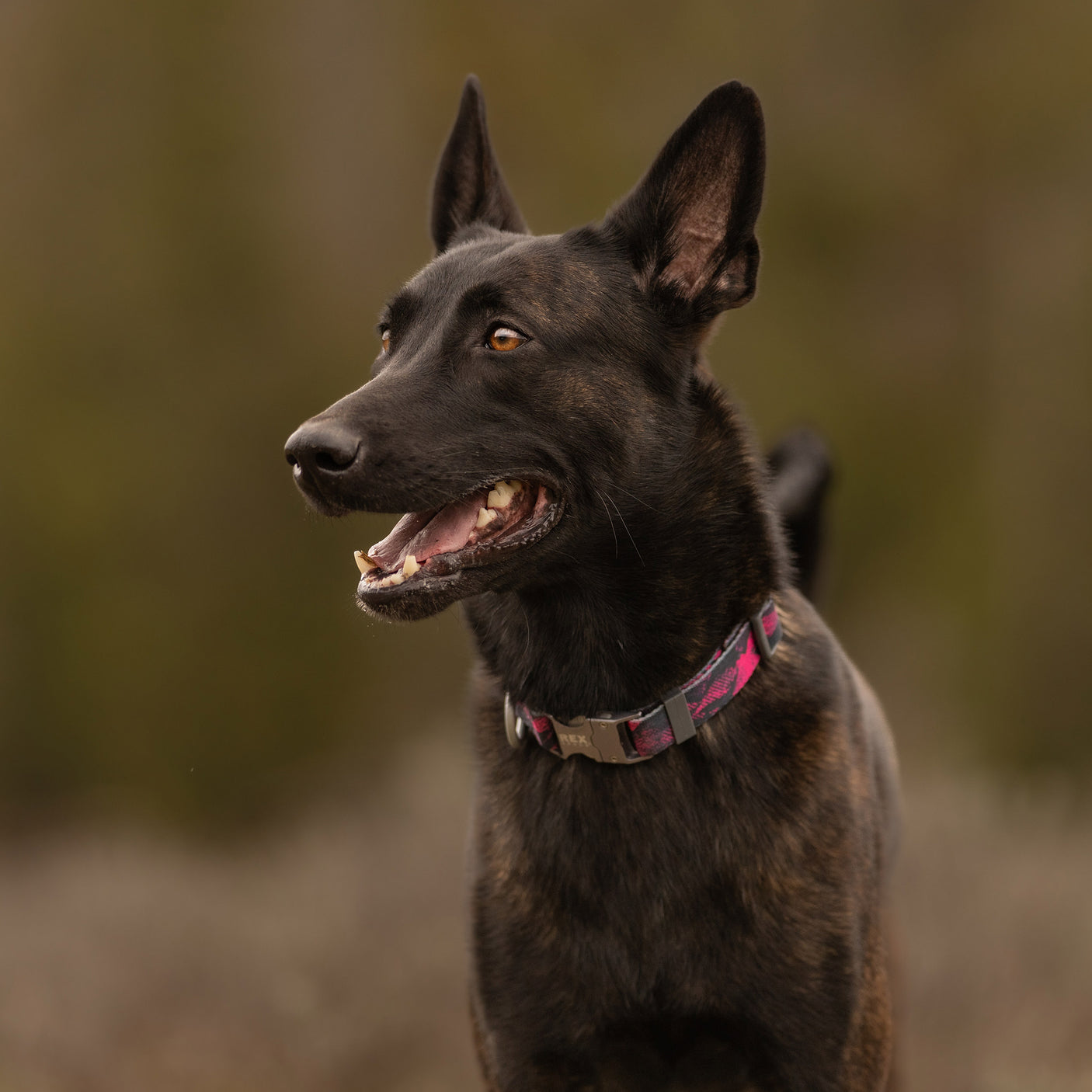 Trails End Collar