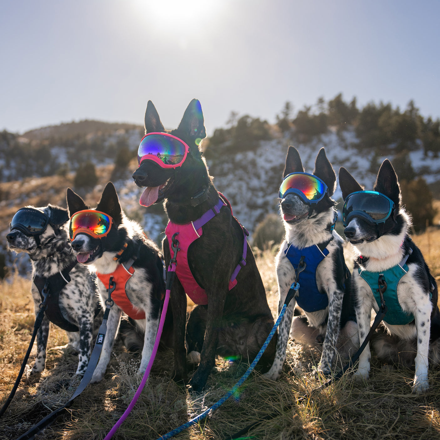 Trailhead Dog Harness