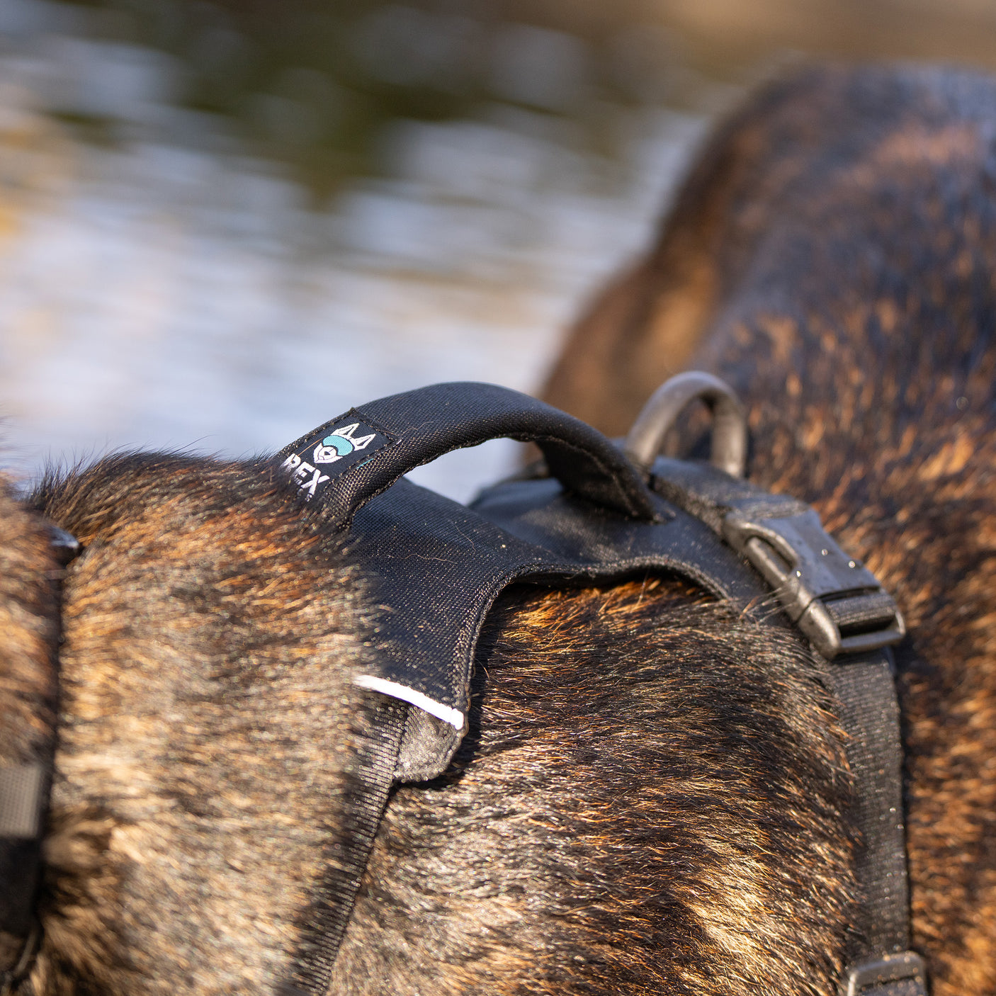 Trailhead Dog Harness