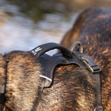 Trailhead Dog Harness