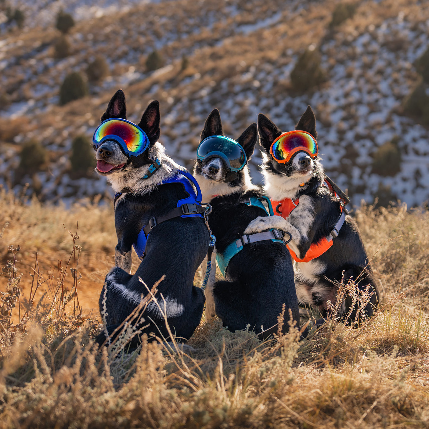 Trailhead Dog Harness